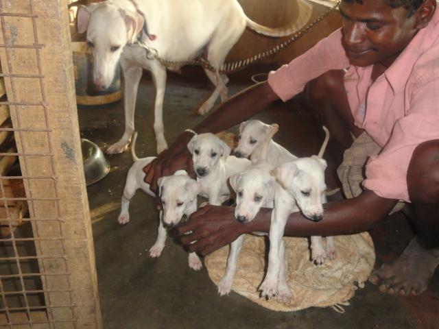 Mudhol Hound Puppies: Mudhol Saravanan Mudhol Hound Breed