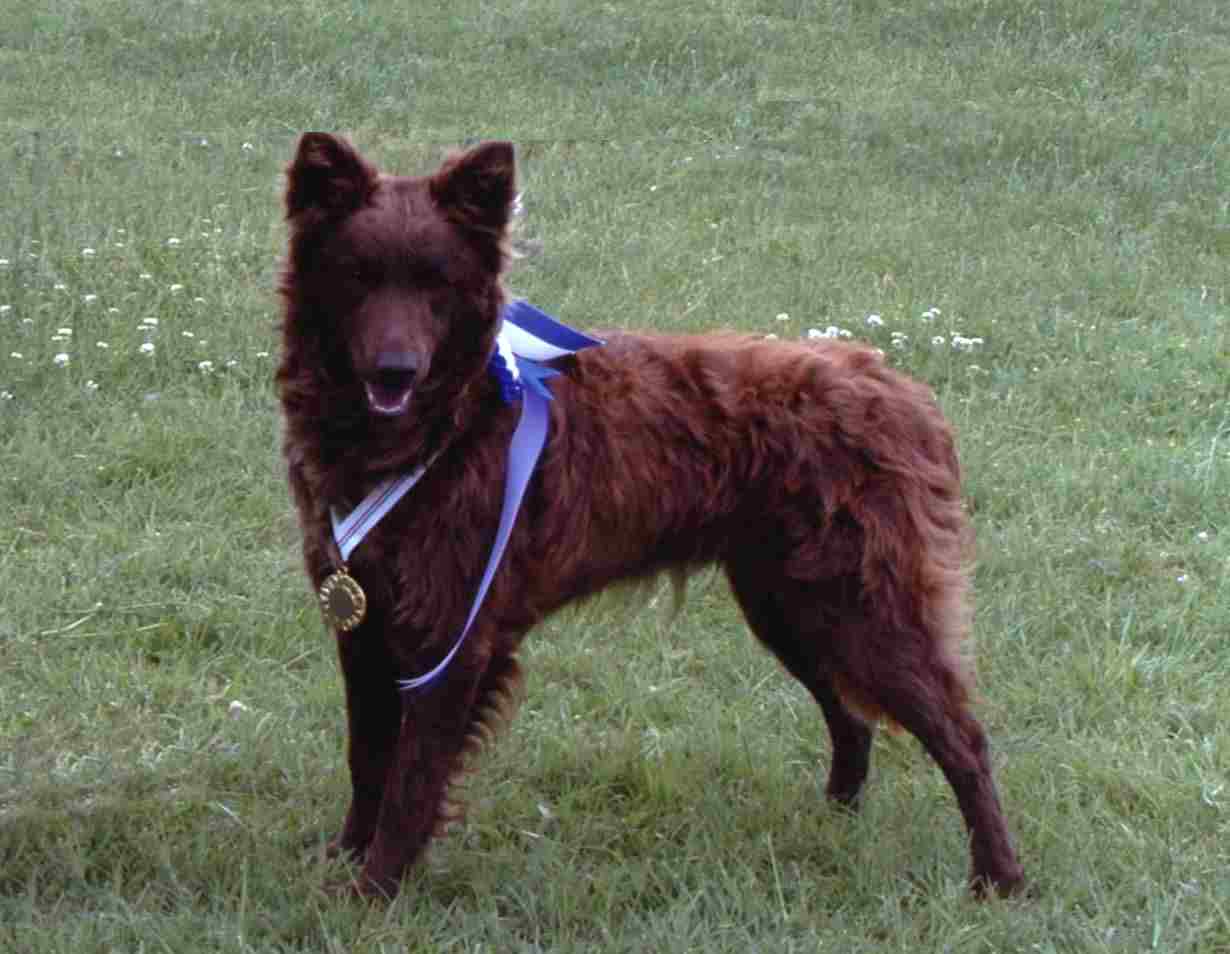 Mudi Dog: Mudi Mudi Dog Champion Breed