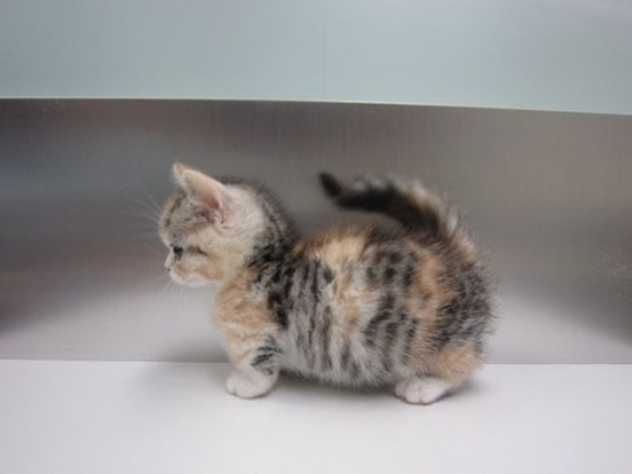 Munchkin Kitten: Munchkin Adorable Munchkin Cat Breeds