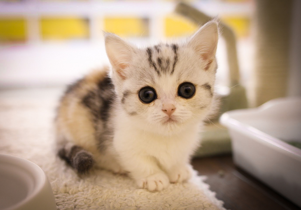 Munchkin Kitten: Munchkin Breed