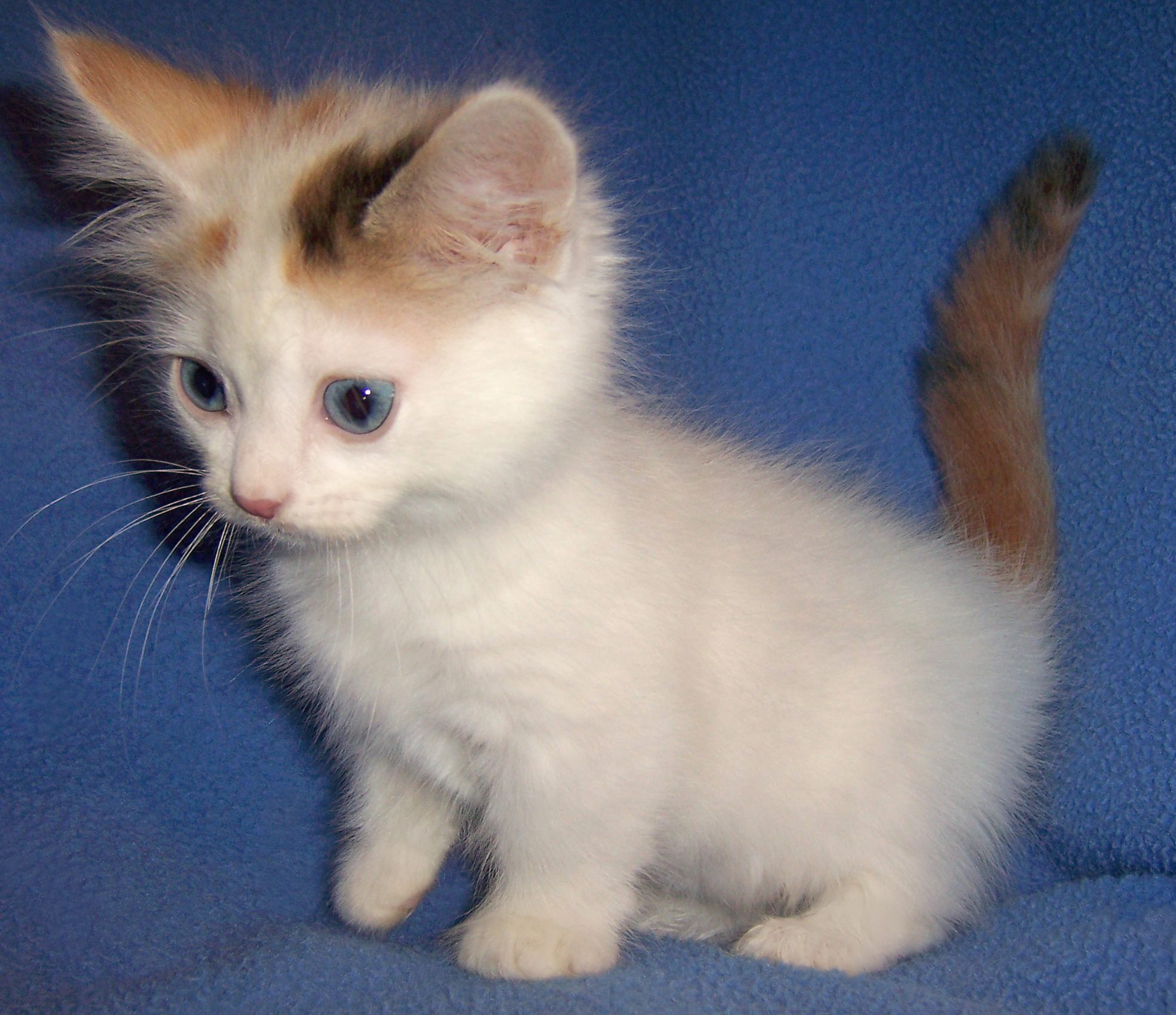 Munchkin Kitten: Munchkin Munchkin Cat History Characteristics And Temperament Breed