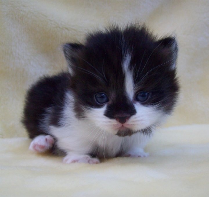 Munchkin Kitten: Munchkin Munchkin Kitten Cute Breed