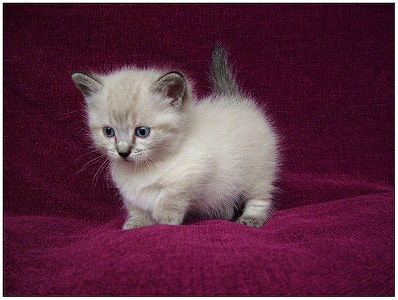 Munchkin Kitten: Munchkin Scottish Fold Munchkin Kittens For Sale Breed