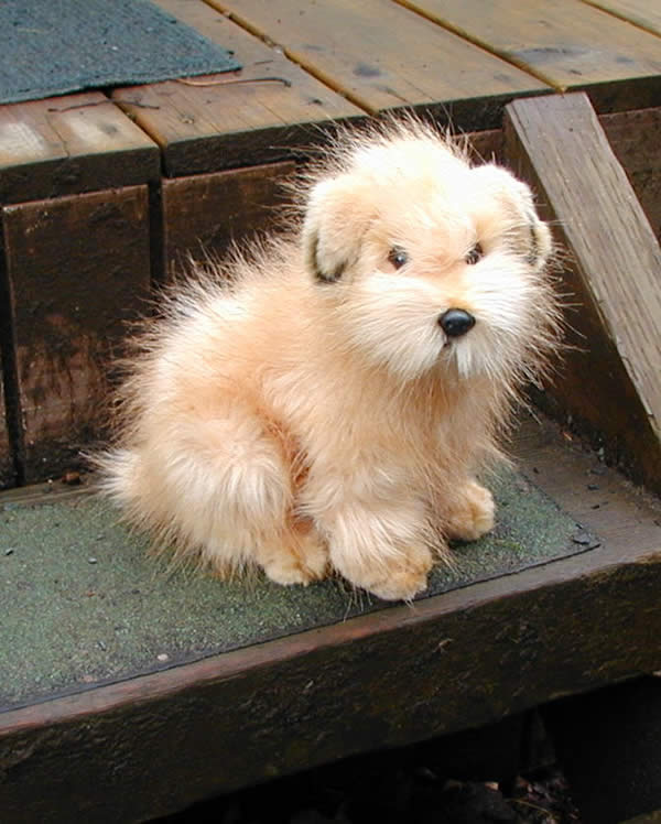 Norfolk Terrier Dog: Norfolk Stuffed Norfolk Terrier Dog Breed