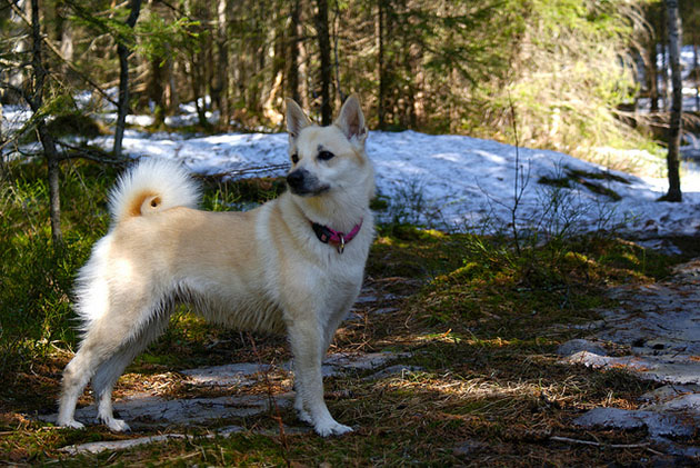 Norwegian Buhund Dog: Norwegian Norwegian Buhund Dog Breed