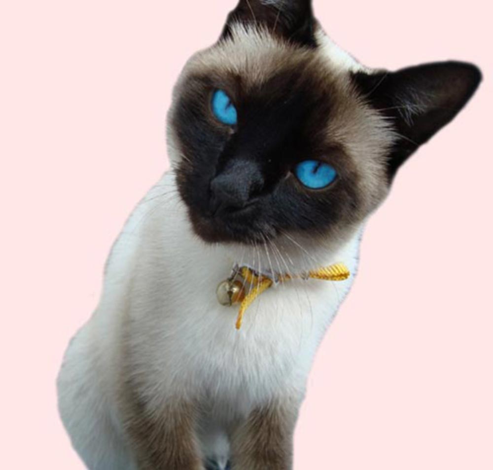 Ojos Azules Cat: Ojos Ojos Azules Picture Breed