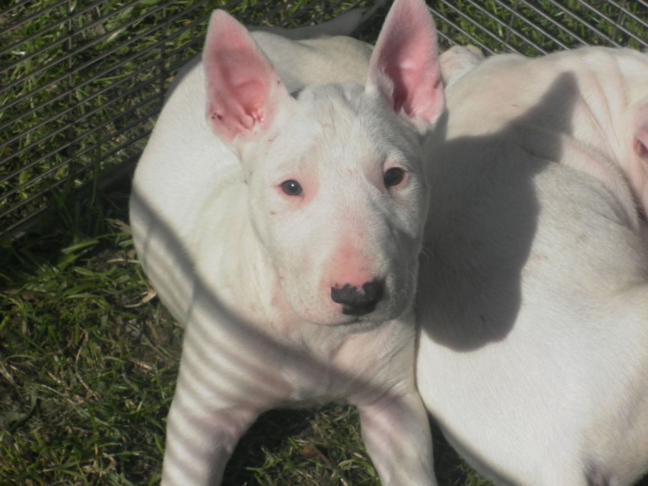 Old English Terrier Puppies: Old English Bull Terrier Puppies For Sale Wigan Breed