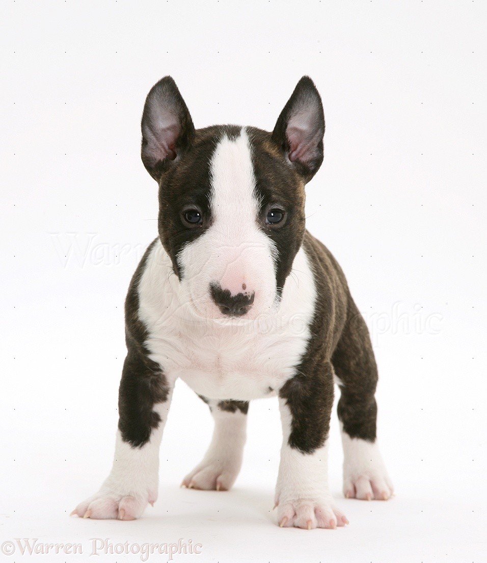 Old English Terrier Puppies: Old Miniature English Bull Terrier Pup Weeks Old Breed
