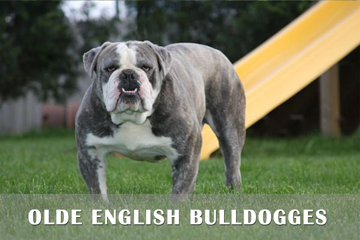 Olde English Bulldogge Dog: Olde Olde English Bulldogges Puppies For Sale Pa Md Ny Nj Dc Breed