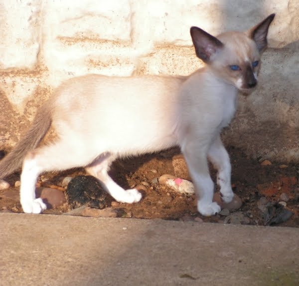 Oriental Bicolor Kitten: Oriental Oriental Bicolour Cat Picture Breed
