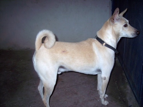 Pandikona Dog: Pandikona List Of Best Dog Breeds In India
