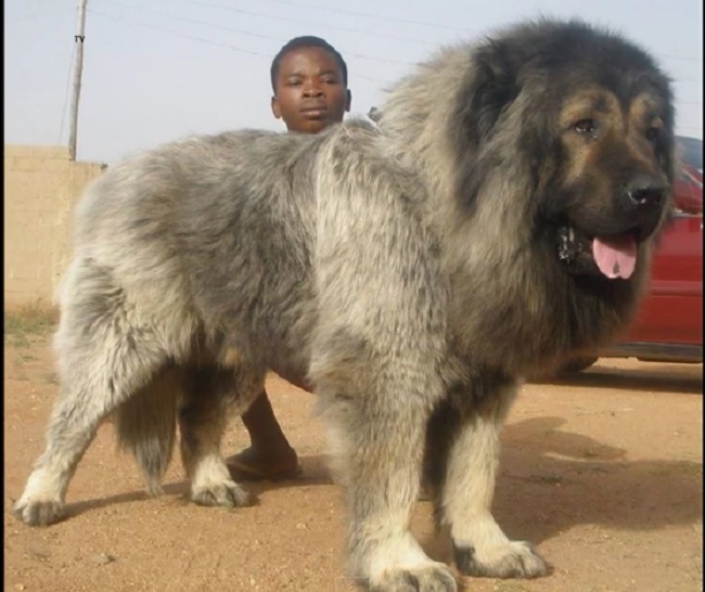 Pandikona Dog: Pandikona Unrecognized Mastiff Dogs From Nepal And Bhutan Breed