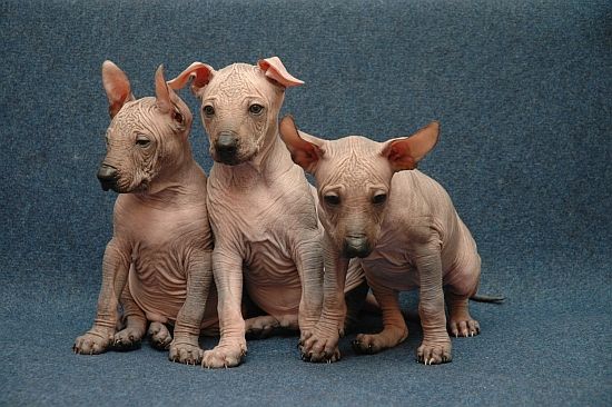 Peruvian Hairless Puppies: Peruvian Littera Breed