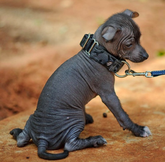 Peruvian Hairless Puppies: Peruvian Mexican Hairless Toy Breed