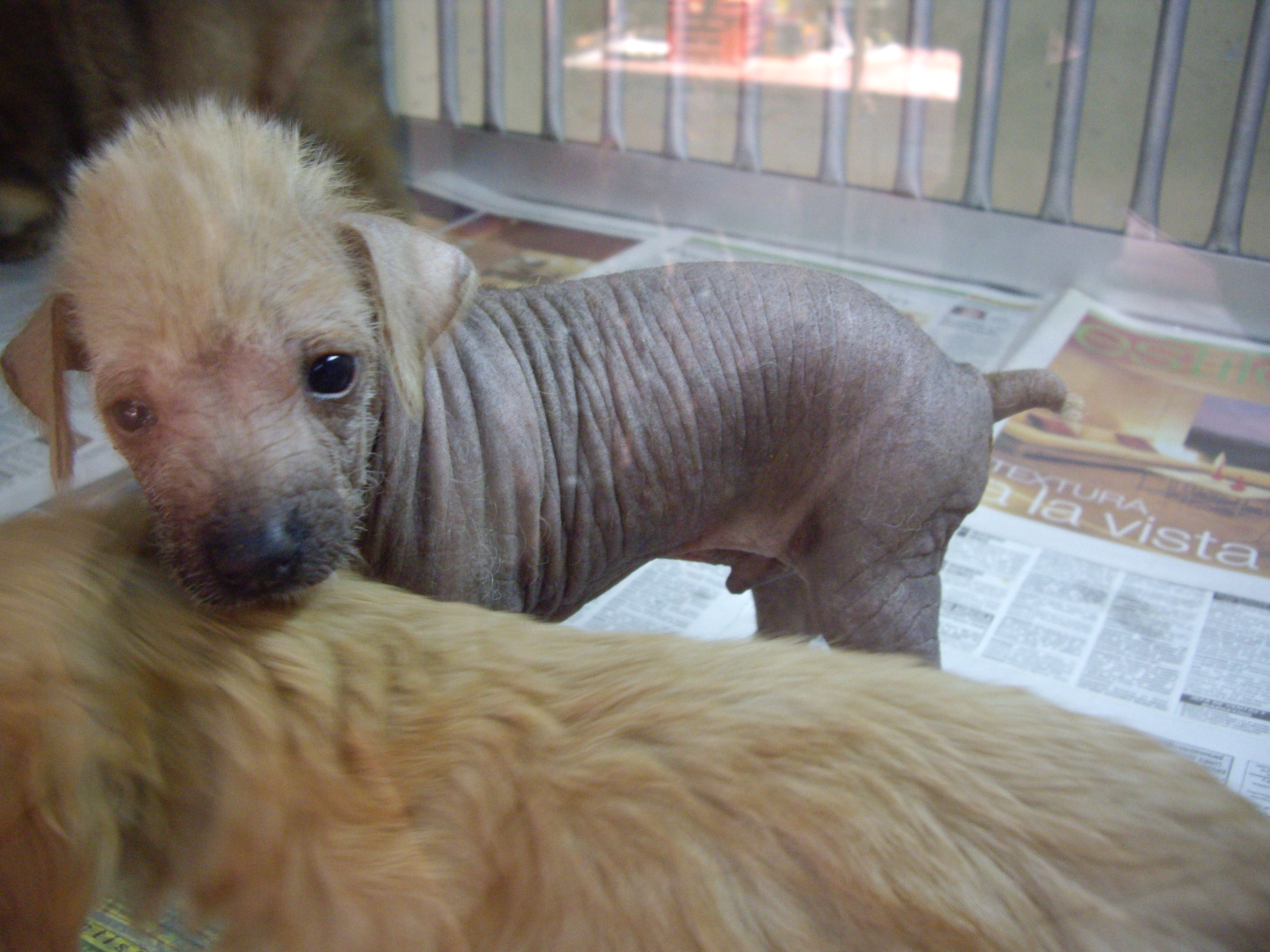 Peruvian Hairless Puppies: Peruvian Peruvian Hairless Dog Puppies Breed