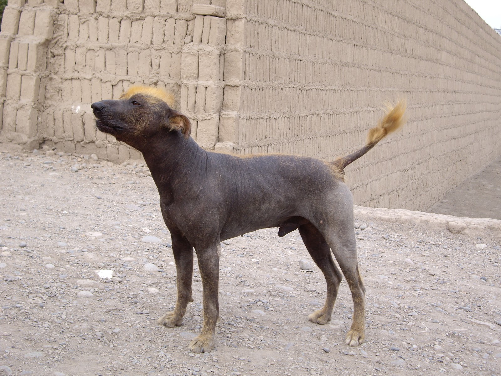 Peruvian Hairless Puppies: Peruvian Unique And Unusual Dog Breeds