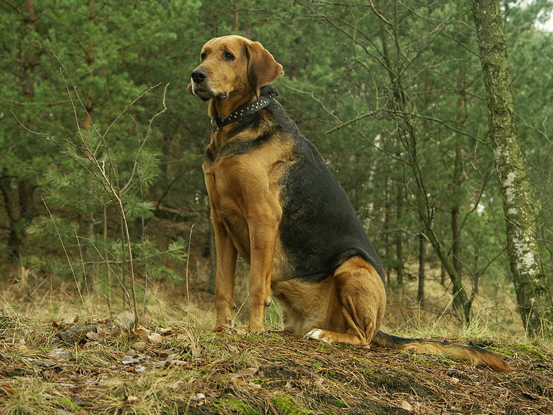 Polish Greyhound Dog: Polish Polish Hound Dog Breed