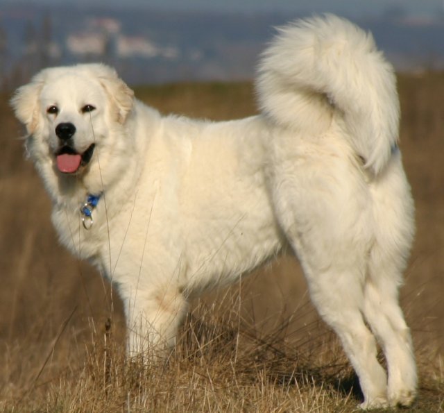 Polish Tatra Sheepdog Dog: Polish Polishtatrasheepdog Breed