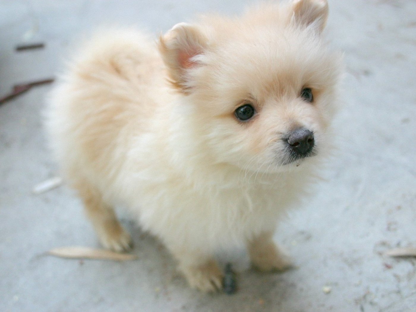 Pomeranian Dog: Pomeranian Cute Pomeranian Dog Breed