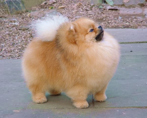 Pomeranian Dog: Pomeranian Dog Pomeranian Breed