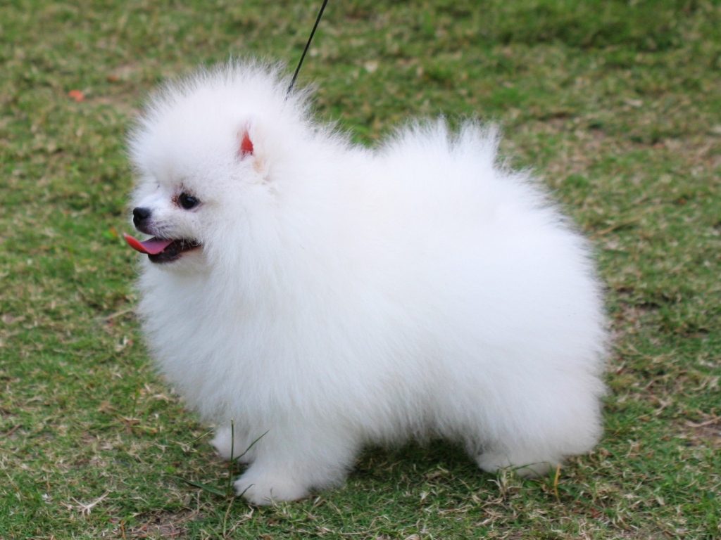 Pomeranian Dog: Pomeranian Pomeranian Dog Breed S