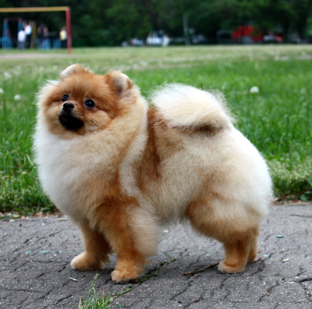 Pomeranian Dog: Pomeranian Pomeranian Dog For A Walk Breed