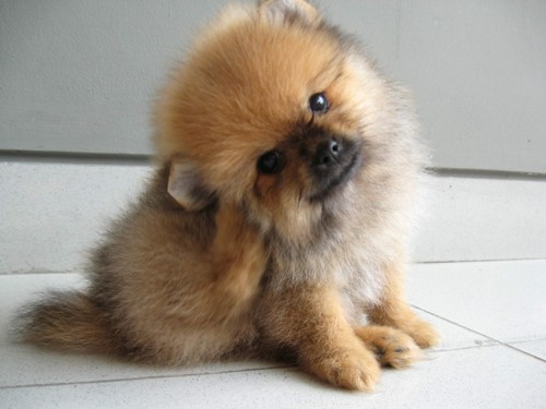Pomeranian Dog: Pomeranian Pomeranian Dog Pictures Names Price Breed