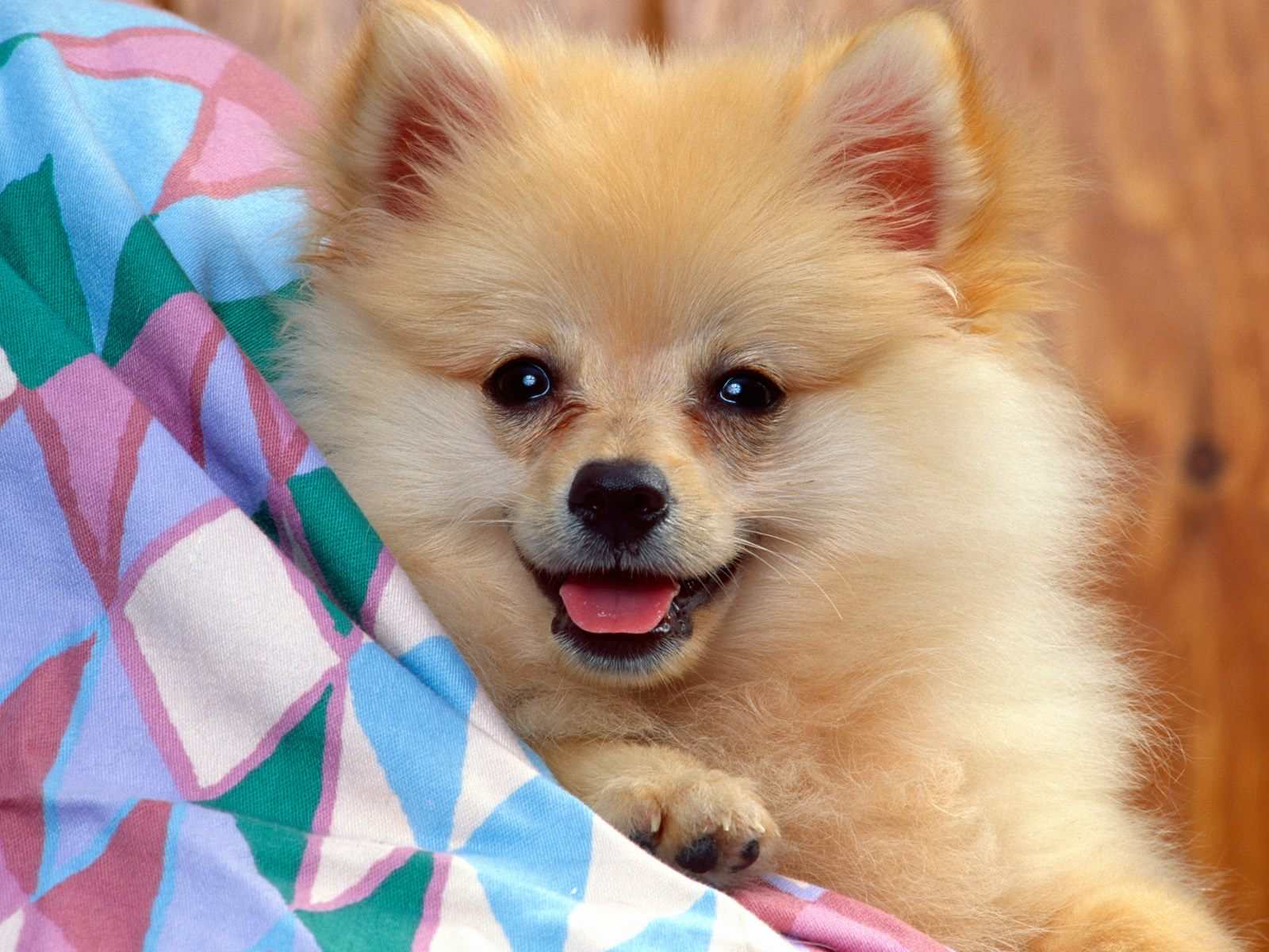 Pomeranian Dog: Pomeranian Pomeranian Dogs Breed