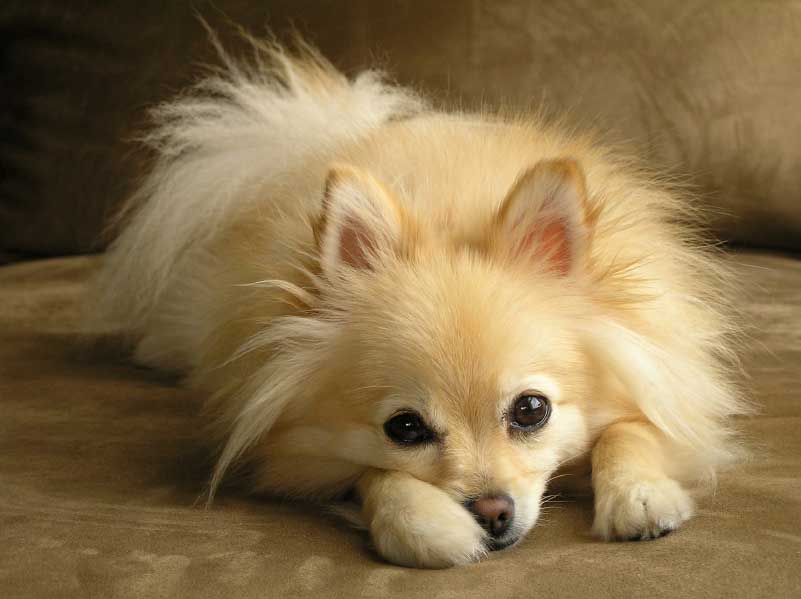 Pomeranian Dog: Pomeranian Pomeranian Dogz Breed