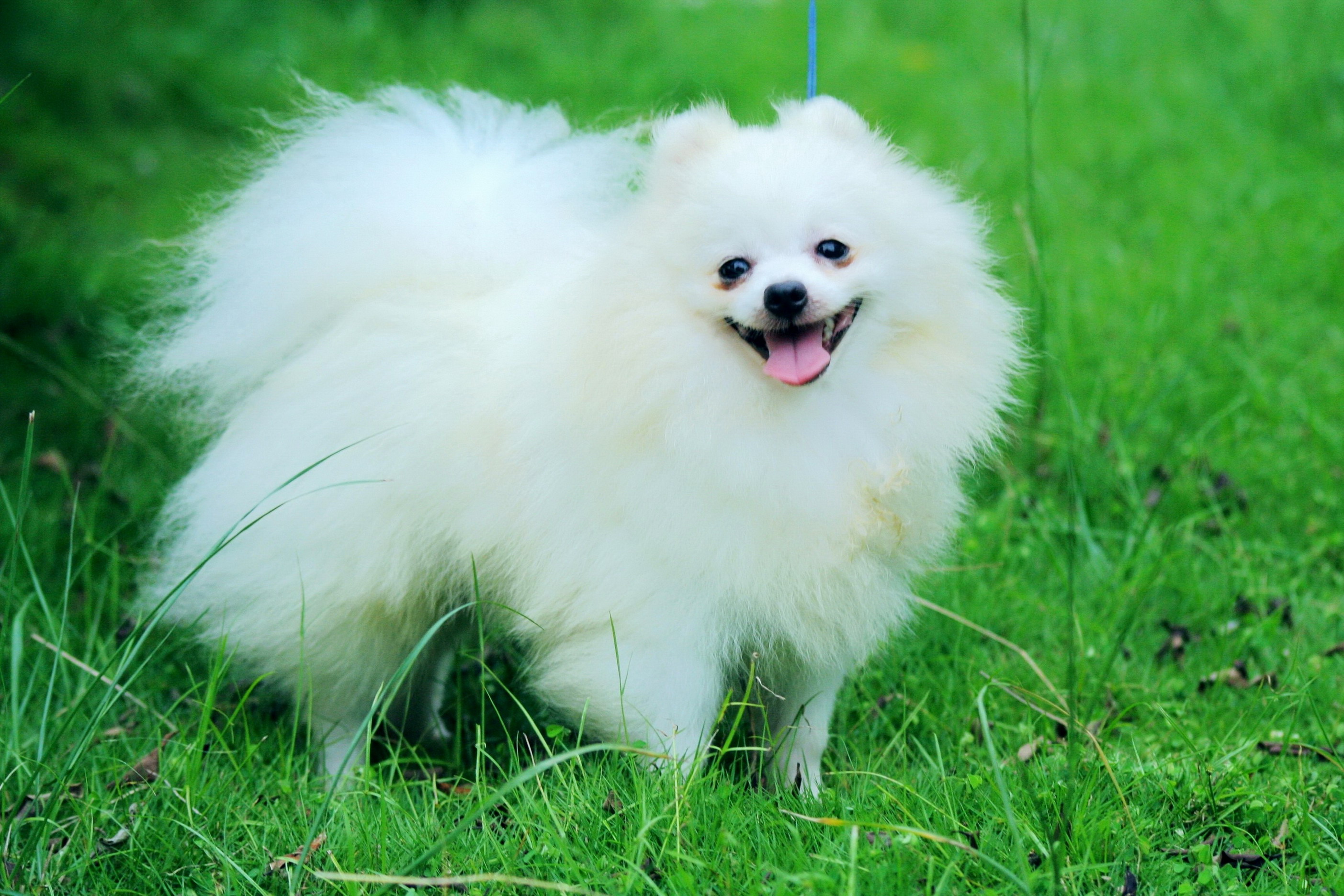 Pomeranian Dog: Pomeranian Pomeranianpicturesspics Breed