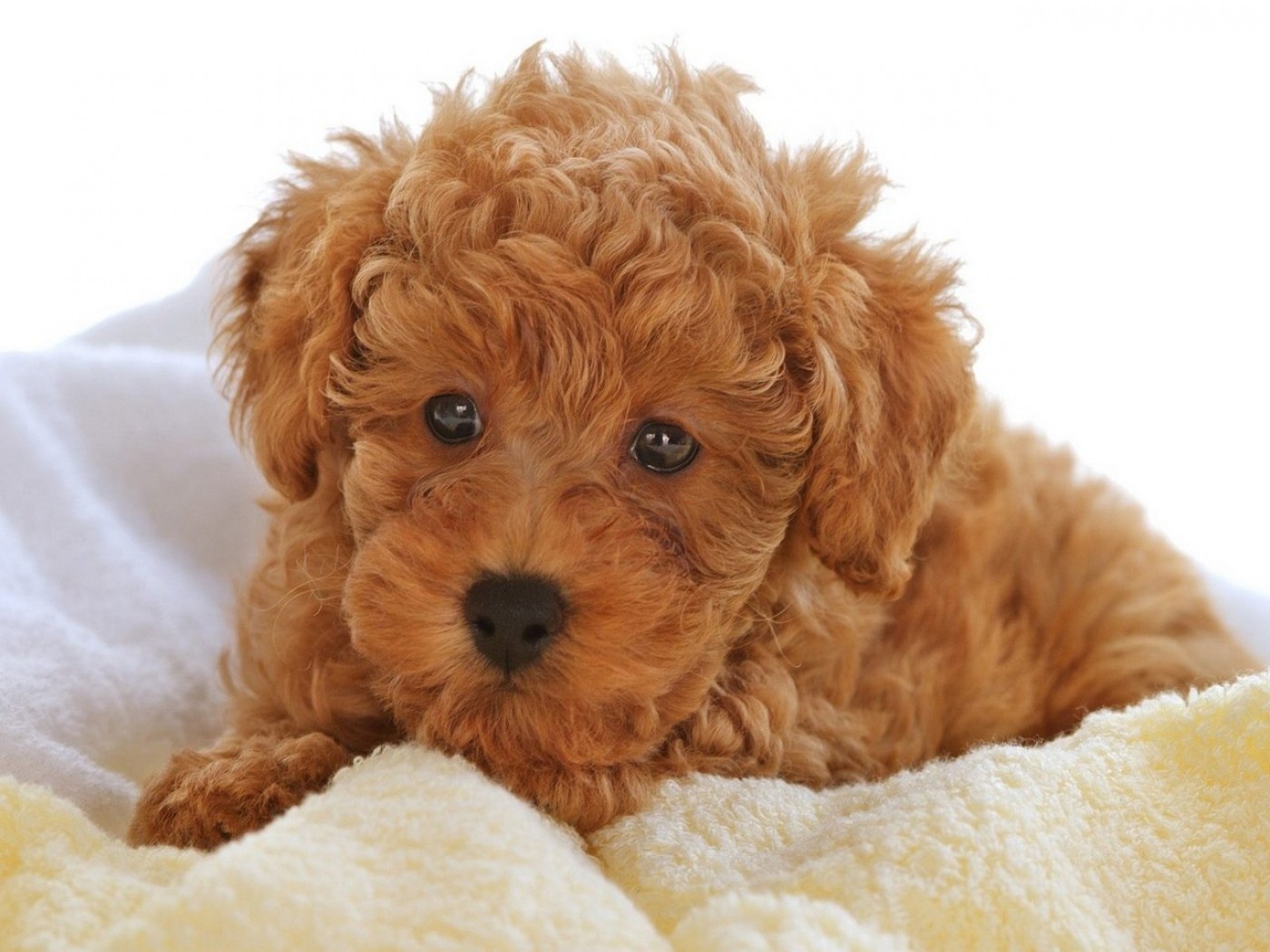 Poodle Puppies: Poodle Poodle Puppy Pictures Information Breed