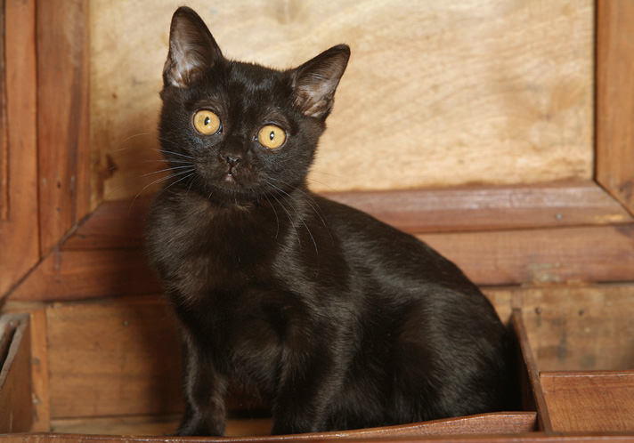 Bombay Kitten: Proof Black Bombay Cats Are Anything But Wicked Breed