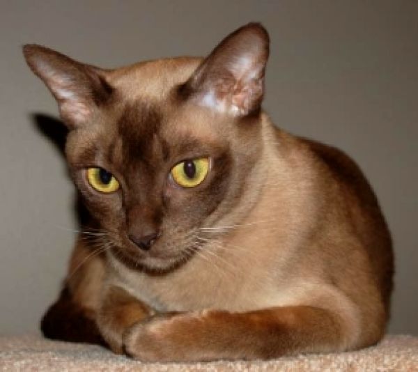 Raas Kitten: Raas Burmese Cat Breed