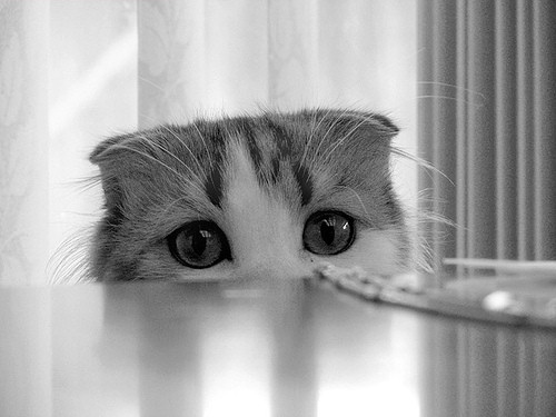 Raas Kitten: Raas Fotos De Gatinhos Fofospage Breed
