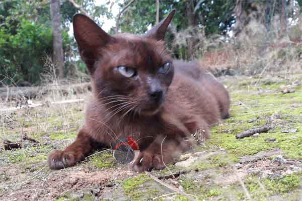 Raas Cat: Raas Kucing Raas Kucing Busok Dan Kucing Kecubung Breed