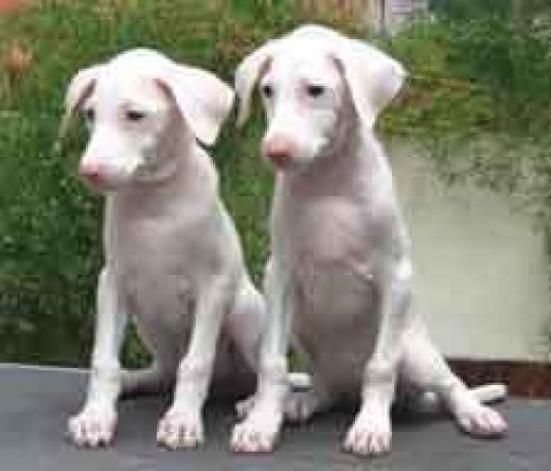 Rajapalayam Puppies: Rajapalayam Breed