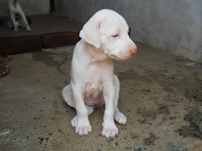 Rajapalayam Dog: Rajapalayam Chandrukennel Rajapalayam Breed