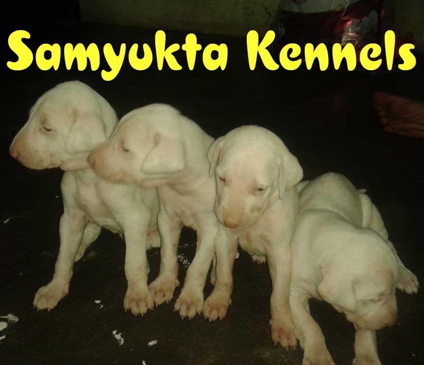 Rajapalayam Puppies: Rajapalayam Sendhilkumar Rajapalayam Breed