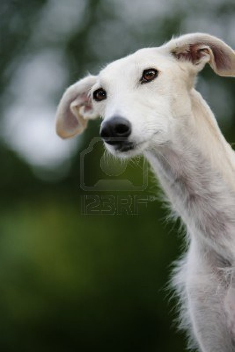 Rampur Greyhound Dog: Rampur And Beautiful Fila Brasileiro Dog Cat Pictures Funny Breed