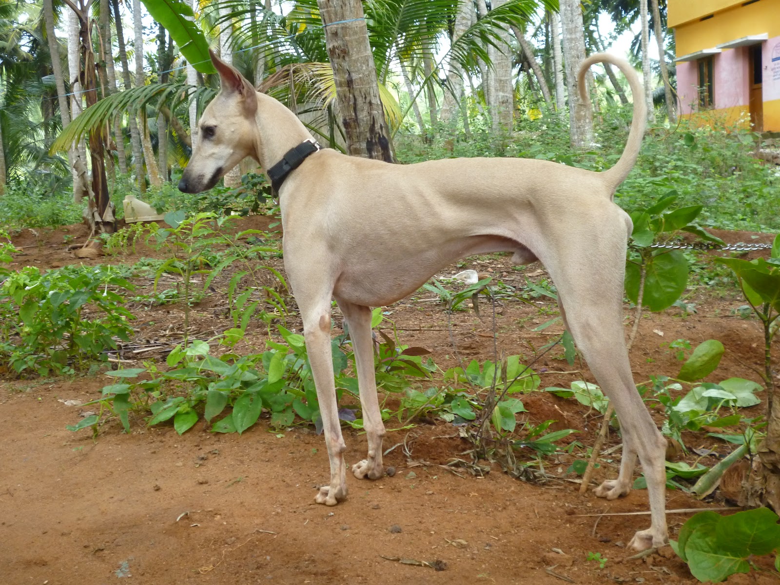 Rampur Greyhound Dog: Rampur Indian Dog Breeds You Definitely Should Know About Part 