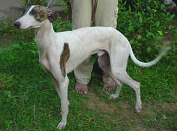 Rampur Greyhound Dog: Rampur Rampur Greyhound Dog Breed