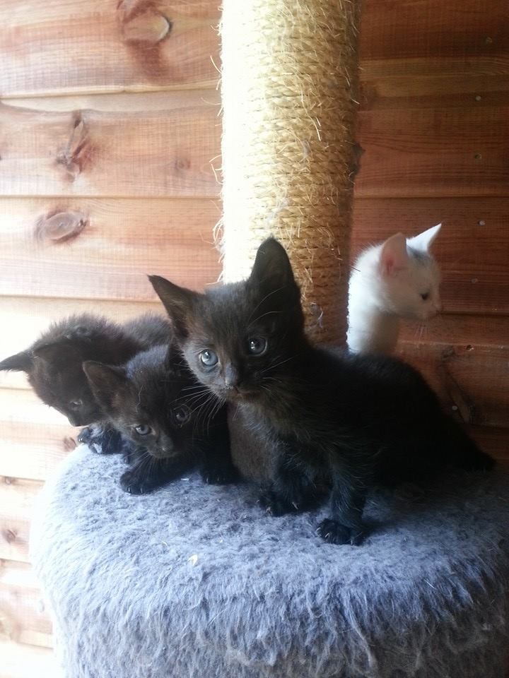 Russian Black Kitten: Rare Gccf Russian Black Kittens Sale Oxted Breed