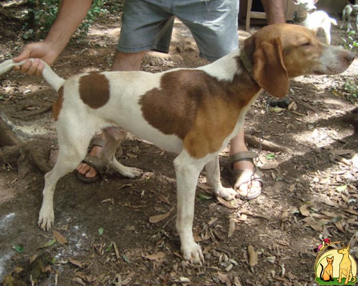Rastreador Brasileiro Dog: Rastreador Brazilian Tracker Breed