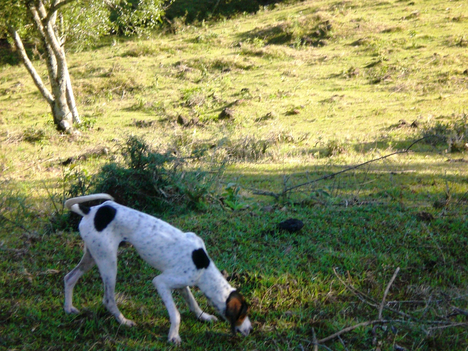Rastreador Brasileiro Puppies: Rastreador Chesapeake Bay Retriever And Cats Breed