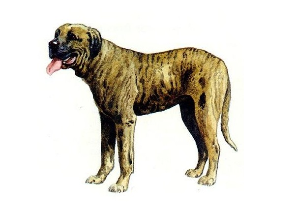 Rastreador Brasileiro Dog: Rastreador Rastreador Breed