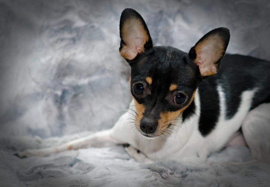 Ratonero Bodeguero Andaluz Puppies: Ratonero Miniature Rat Terrier Lisa Moore Breed