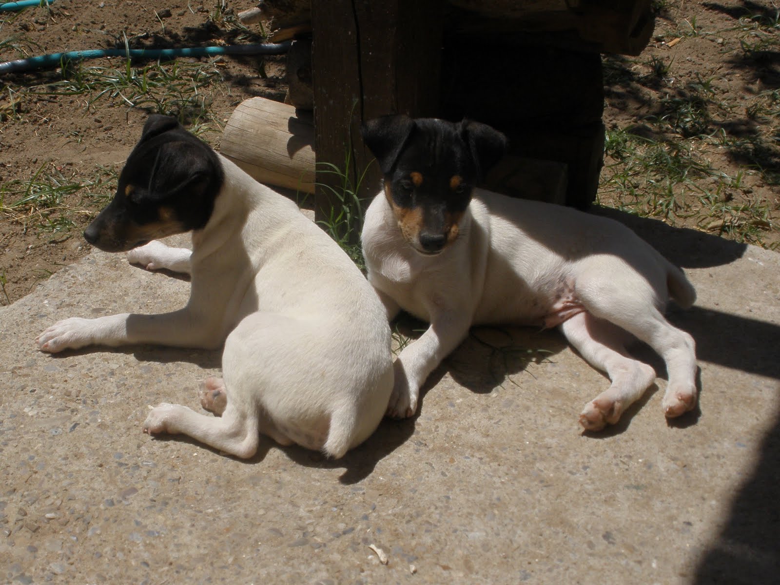 Ratonero Bodeguero Andaluz Puppies: Ratonero Ratonero Bodeguero Andaluz Dogs Breed