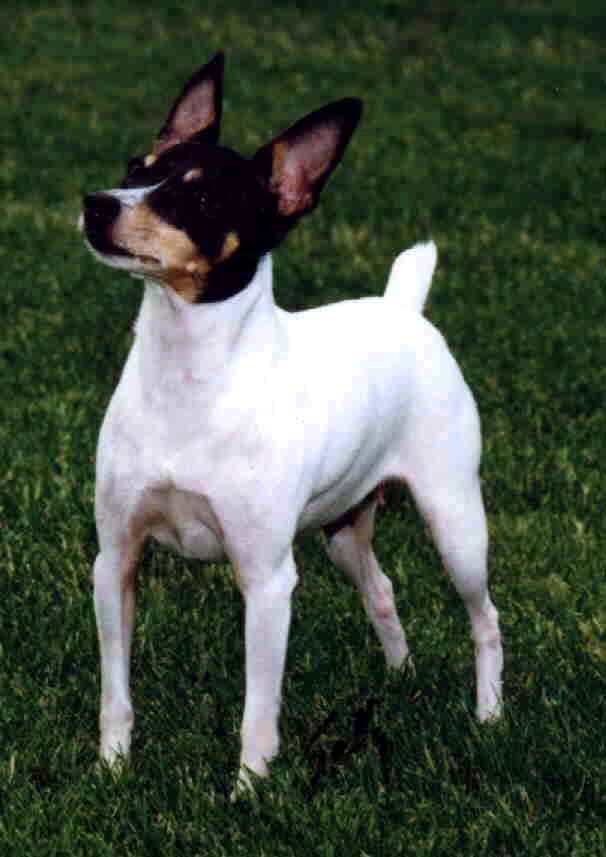 Ratonero Bodeguero Andaluz Puppies: Ratonero Toy Fox Terrier Breed