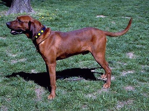 Redbone Coonhound Dog: Redbone Is Your Redbone Coonhound Potty Trained Breed
