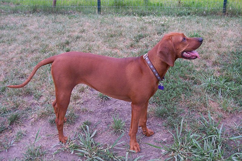 Redbone Coonhound Dog: Redbone Redbone Coonhound Dog Breed